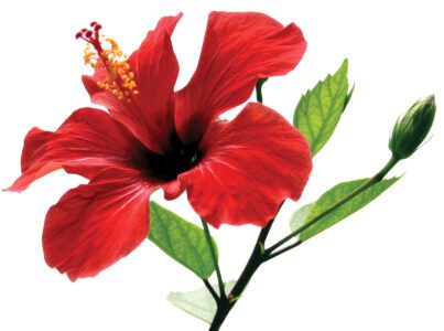 Body & Soul: Hibiscus Rinse Image